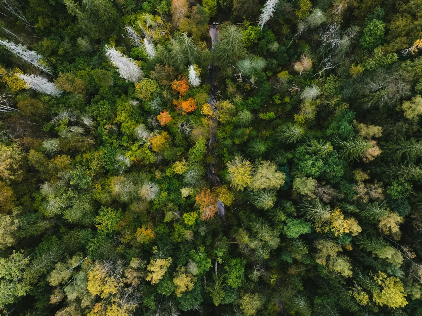 Pădure de toamnă — vedere aeriană